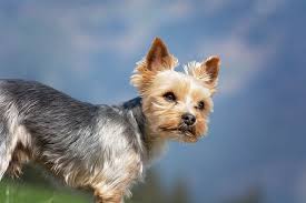 B & b yorkie kennels. Pin On Yorkies