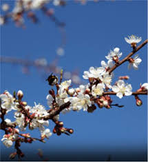 The right flower bulbs will produce bright and fragrant flowers. Moorpark Apricot Tree On The Tree Guide At Arborday Org