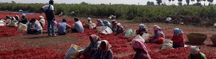Farmers sorting spices
