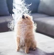 King Kong Da Pom Logan Paul Kong Worlds Cutest Animals Cute Dogs