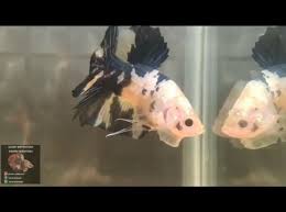 Gambar ikan hitam putih infoikan.com ikan adalah anggota vertebrata poikilotermic (berdarah dingin) yang hidup di air dan bernapas dengan insang. 20 Jenis Ikan Cupang Yang Bisa Anda Pilih Untuk Dipelihara Blog Ruparupa