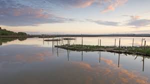 People have been enjoying the experience of a cruise aboard poole's famous yellow boats for over 100 years. Brownsea Island Dorset Wildlife Trust