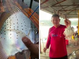 Daun ketapang punya banyak manfaat dan sering digunakan sebagai obat alami untuk menyembuhkan berbagai macam jenis cupang sampai ikan hias lainnya. Bagaimana Nak Mancing Ikan Daun Baru Umpan