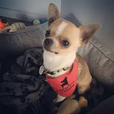 Peyton Fils De Wendy Et Sammy Avec Son Beau Foulard Que Nous Lui Avons Offert Www Machupitouchihuahua Co Chihuahua Love Cute Chihuahua Chihuahua Dogs