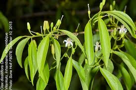 Image result for Olacaceae