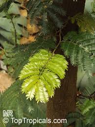 Image result for Acacia cornigera