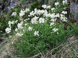 Image result for Arabis alpina
