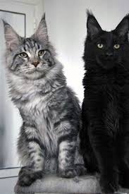 Black And Grey Maine Coon Kittens For Sale Pin On Maine Coon Cats Adoption