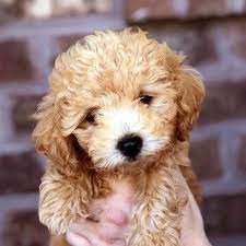 Bolonoodle Teddy Bear Teacup Doodle Dogs Bolonoodle Puppies For Sale Doodle Dog Teddy Bear Puppies Toy Dog Breeds