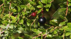 Edible flowers in south florida. Go Wild Eating Native Plants In Swfl