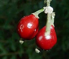 Image result for Tricalysia sp. E