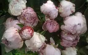 Besides, they make people feel peaceful and happy with riot of colours. Peonies The Most Popular Of June Flowers Are Our Favourites In Store Today At Jemini Flowers Oxford Www Jemini Co Uk British Flowers Flowers Today Flowers