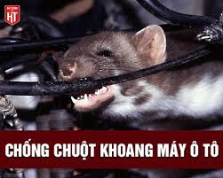 15 Bí Quyết Chống Chuột Khoang Máy Ô Tô Hiệu Quả