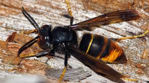 Nous intervenons sur les nids de frelons asiatiques (ainsi que sur les frelons européens) par poudrage insecticide et cela permet aux individus hors du nid au moment du traitement, de revenir et ainsi d'être touché par la poudre insecticide qui reste efficace 1 mois environ à l'abri de la pluie. Pieges A Frelons Asiatiques Attention Aux Degats Collateraux