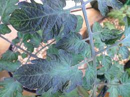 We did not find results for: Black Deep Purple Tomato Leaves Bbc Gardeners World Magazine