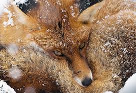 Our photography hides have been featured on bbc's autumnwatch and throughout worldwide media outlets. It S On Your Doorstep Get Out And Snap It Springwatch S Chris Packham One Of Our Wildlife Photography Contest Judges Says You Can Take Magical Photos Like His Daily Mail Online