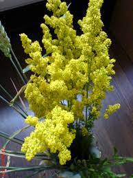 To connect with flori de, sign up for facebook today. Flori De Sanziene Lumea Lui Alexandru