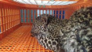 Ternak itu, satu di antaranya habis tak bersisa, diduga menjadi mangsa macan dahan. Macan Tutul Muda Ditemukan Berada Di Area Peternakan Ayam Di Sukabumi Tribunnews Com Mobile