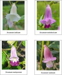 Image result for Sesamum radiatum