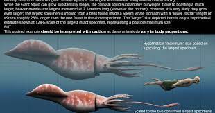 The Colossal Squid By Harry Wilson On Deviantart Colossal Squid Giant Squid Squid