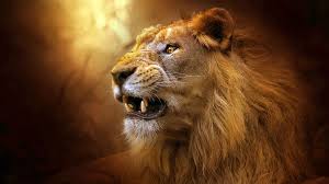 Select your favorite images and download them for use as wallpaper for your desktop or phone. 70 Roaring Lion Wallpapers Hd Webrfree
