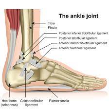 It's easy to assume that a horse with good legs will have fewer injuries than one with corkscrews of legs, but there have been plenty of good performance horses with bad conformation. Ligaments In The Foot Joi Jacksonville Orthopaedic Institute