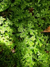 Image result for Selaginella mittenii