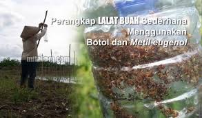 Video ini berisikan tentang cara membuat perangkap lalat buah dengan modal yang minim yaitu rp. Berita Pertanian Tentang Lalat Buah Berita Pertanian Hama Penyakit Tanaman Pestisida