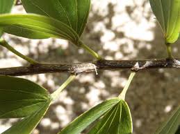 Image result for Bauhinia bowkeri