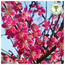 Once the fruits have started forming in early summer, heavy crops should be thinned out to let those that remain turn into larger, healthier fruits. Prunus Mume Beni Chidori Buy Pink Flowering Apricot Trees
