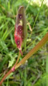 Image result for Enteucha acetosae