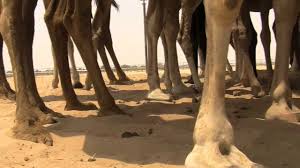 Consulta 133 fotos y videos de oasis camel dairy tomados por miembros de tripadvisor. Camel Milk Farming In Uae Youtube