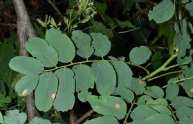 Image result for Dalbergia nitidula
