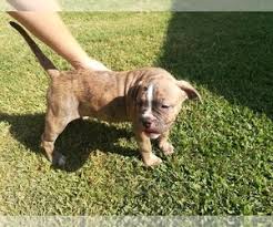 Biggie is the picture perfect fatheaded american bulldog that every breeder. View Ad American Bulldog Litter Of Puppies For Sale Near Texas Nevada Usa Adn 155356