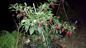 Purpled quickly formed a small trap around. Pin On Chilli