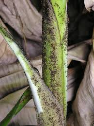 Leaves can become brittle and stiff over time as well. Banana Diseases And Pests Description Uses Propagation