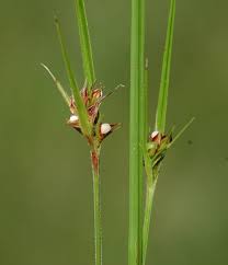 Image result for Scleria xerophila