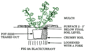Handily, this is also the perfect time to plant a fruit tree! How To Plant Your Bare Root Fruit Tree Blackmoor Fruit Knowledge