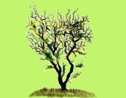 Image result for Commiphora africana