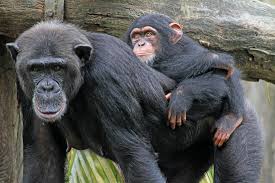Maybe you would like to learn more about one of these? Who Would Win A Human Vs Chimp Wrestling Match Live Science