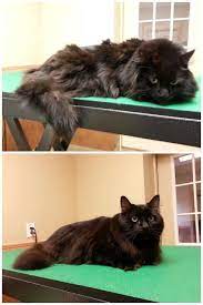 Before And After Kitty Bath Cat Grooming Black Long Haired Cat Persian Cat Cats Cat Grooming