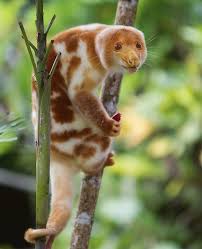 Pin On Animals