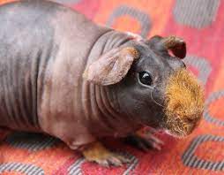 Baby hairless guinea pig alone in straw. Taking Care Of Your Skinny Pig Carmandale Guinea Pigs