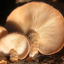 Image result for Lentinus edodes