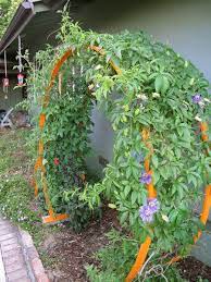 9 Of The Best Plants For Trellises And Archways Diy Garden Trellis Trellis Plants Garden Trellis