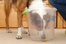 We did not find results for: Eimer Irrgarten Spass Mit Hund