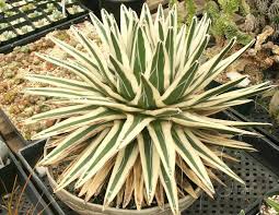 Image result for Selago albomarginata