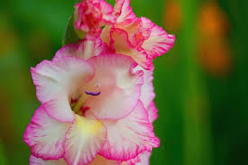 Image result for Gladiolus melleri