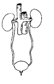 Find high quality excretory coloring page, all coloring page images can be downloaded for free for personal use only. Excretory System Worksheet Wikieducator