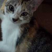 Misalnya data tinggi badan 40 siswa smp harapan yang diukur sampai sentimeter terdekat adalah sebagai berikut. Doc Statistika Pendidikan Astrid Nirmalasari Sutikno Academia Edu